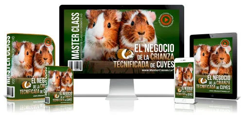 EL NEGOCIO DE LA CRIANZA TECNIFICADA DE CUYES